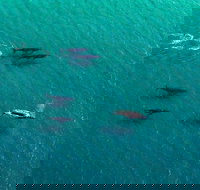 40-45 Minute Port Stephens and Stockton Beach Helicopter Flight - For 2 - New Castle Holiday