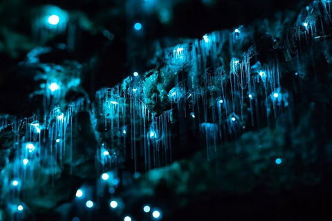 Hinterland Magic & Glow-worm Experience - New Castle Holiday 1