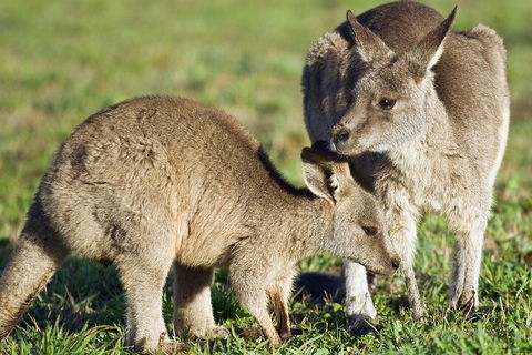 LGBT+ Friendly Full Day Phillip Island Private Tour - New Castle Holiday 3