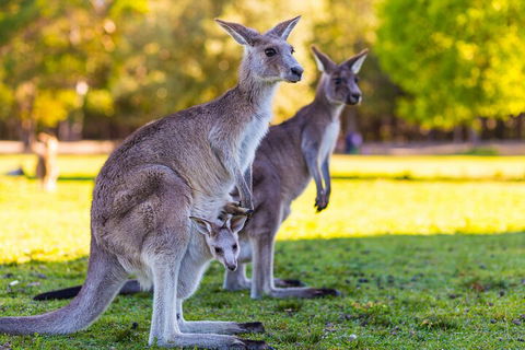 LGBT+ Friendly Full Day Phillip Island Private Tour - New Castle Holiday 4
