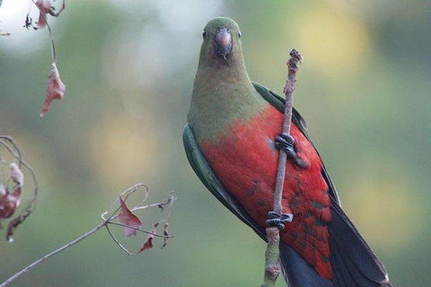 Inside The Greater Blue Mountains World Heritage - A Wildlife Safari Overnight - New Castle Holiday 0