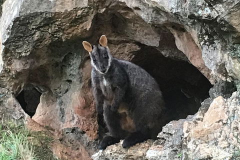 Inside The Greater Blue Mountains World Heritage - A Wildlife Safari Overnight - New Castle Holiday 1