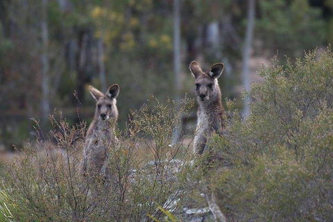 Inside The Greater Blue Mountains World Heritage - A Wildlife Safari Overnight - New Castle Holiday 2
