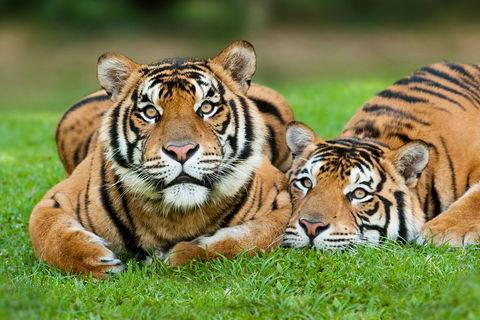 The Ultimate Gold Coast Attractions Pass - New Castle Holiday 2