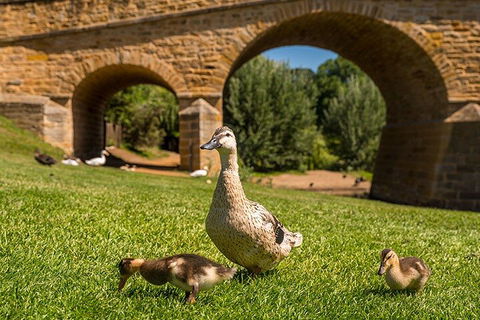 Richmond Historic Afternoon Tour From Hobart - New Castle Holiday 1
