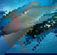 Great Barrier Reef Snorkeling and Diving Cruise from Cairns - New Castle Holiday