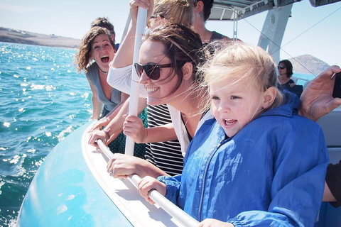 Southern Ocean Adventure From Victor Harbor - New Castle Holiday 4