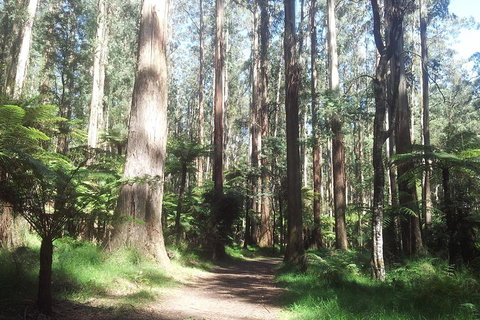 Dandenong Ranges Private Tour Including William Ricketts Sanctuary - New Castle Holiday 0