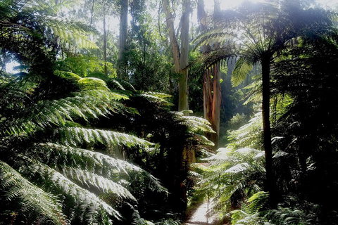 Dandenong Ranges Private Tour Including William Ricketts Sanctuary - New Castle Holiday 1