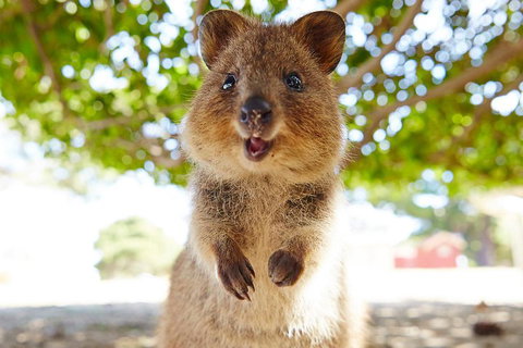 Discover Rottnest With Ferry & Bus Tour From Perth Or Fremantle - New Castle Holiday 0