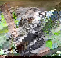 Cairns ZOOM and Wildlife Dome - New Castle Holiday