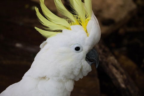 Cairns ZOOM And Wildlife Dome - New Castle Holiday 2