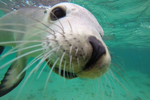 6-Day Eyre Peninsula & Flinders Ranges Adventure Tour - New Castle Holiday 2