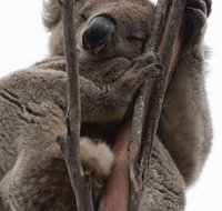 2-Day Kangaroo Island 4WD Small-Group Tour from Adelaide - New Castle Holiday