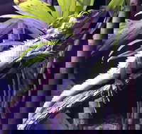 Cairns Aquarium Admission Ticket - New Castle Holiday