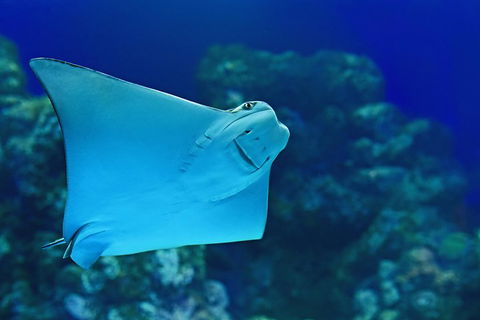Cairns Aquarium Admission Ticket - New Castle Holiday 2