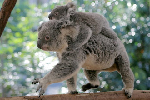 Lone Pine Koala Sanctuary Admission With Brisbane River Cruise - New Castle Holiday 0