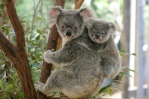 Lone Pine Koala Sanctuary Admission With Brisbane River Cruise - New Castle Holiday 3