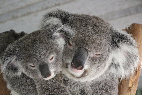 Featherdale Wildlife Park General Admission - New Castle Holiday 4