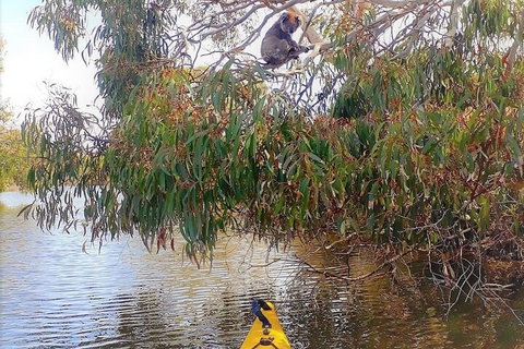 Kangaroo Island Self-Guided Kayaking On The Harriet River - New Castle Holiday 4
