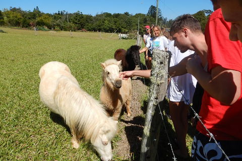 Atherton Tablelands Waterfalls Tour From Cairns - New Castle Holiday 4