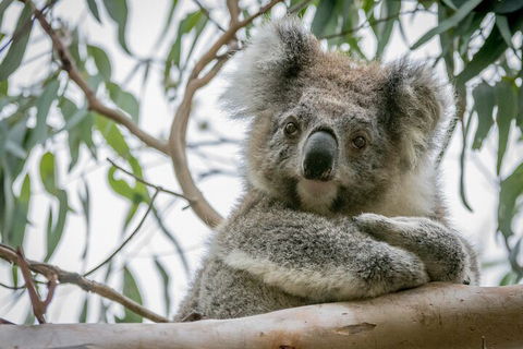 Great Ocean Road & Grampians National Park Tour - 3 Days, 2 Nights - New Castle Holiday 2